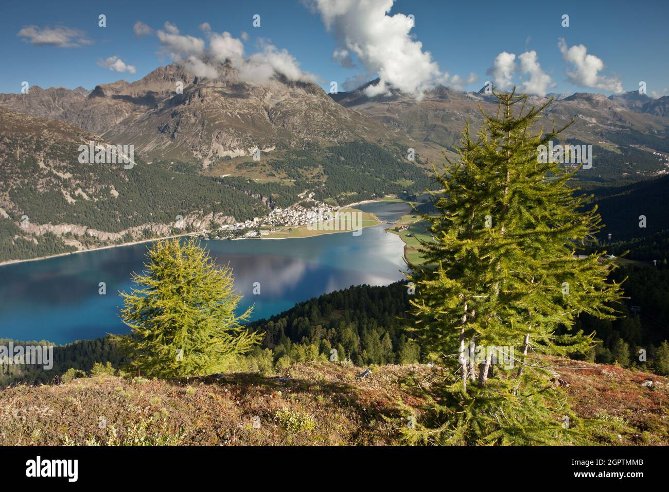 Silvaplaner See und Lärchen Stockfoto