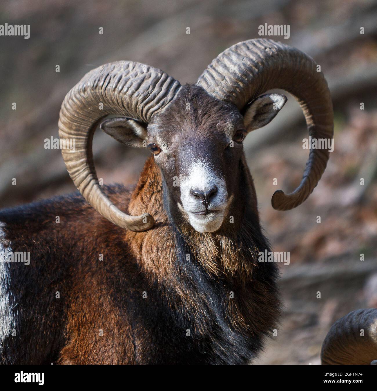 Muflon-Porträt, aufgenommen in einem siebenbürgischen Wald. Rumänische Tierwelt im Herbst. Wilde Schafe. Stockfoto