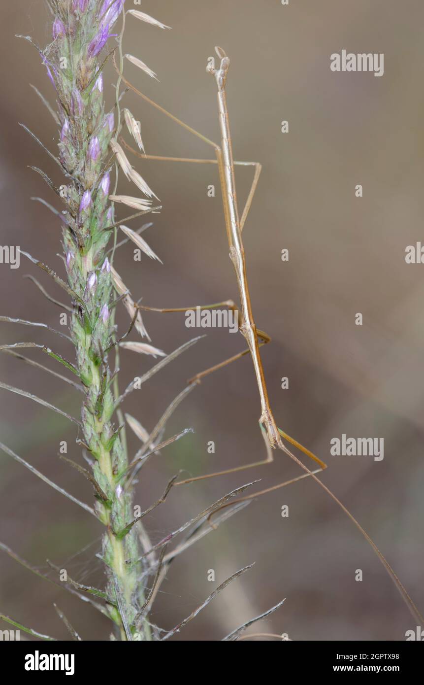 Wanderstab, Familie Diapheromeridae, Männchen auf loderndem Stern, Liatris sp. Stockfoto