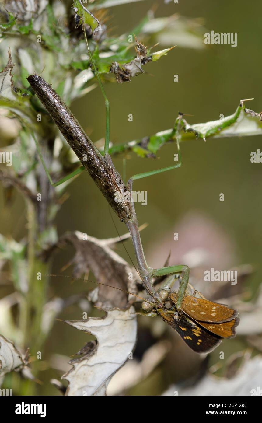 Carolina Mantis, Stagmomantis carolina, männlich, die sich mit Leonards Skipper, Heperia leonardus, einem Weibchen auf Tall Thistle, Cirsium altis, ernährt hat Stockfoto