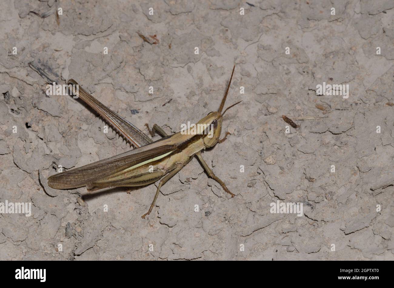 Zweigestreifte Mermiria, Mermiria bivittata, Weibchen Stockfoto