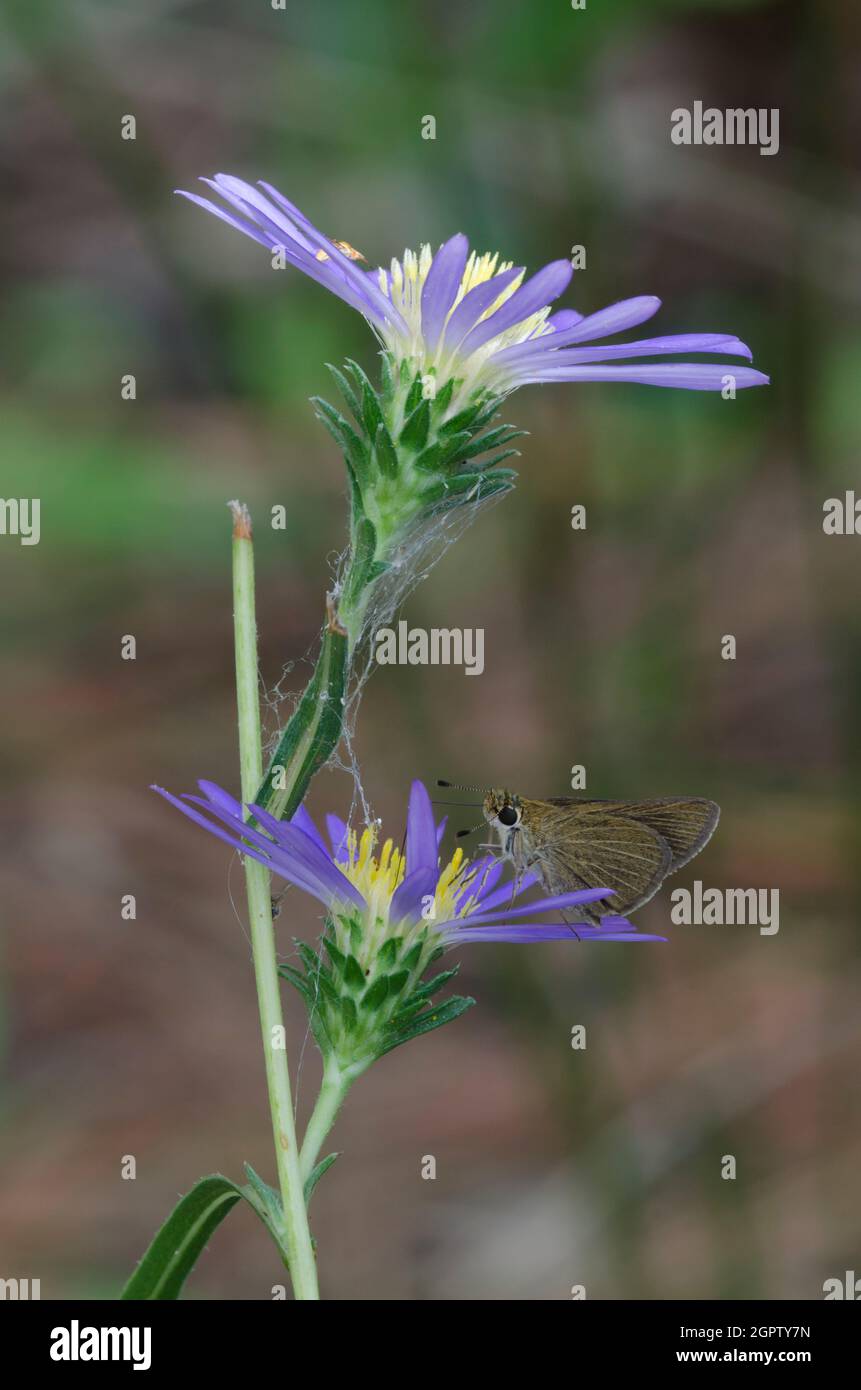 Swarthy Skipper, NASTRA lherminier, nectaring from Aster, Symphyotrichum sp. Stockfoto