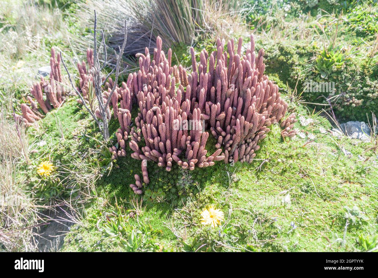 Pflanzen des Paramo Ökosystems, Ecuador Stockfoto