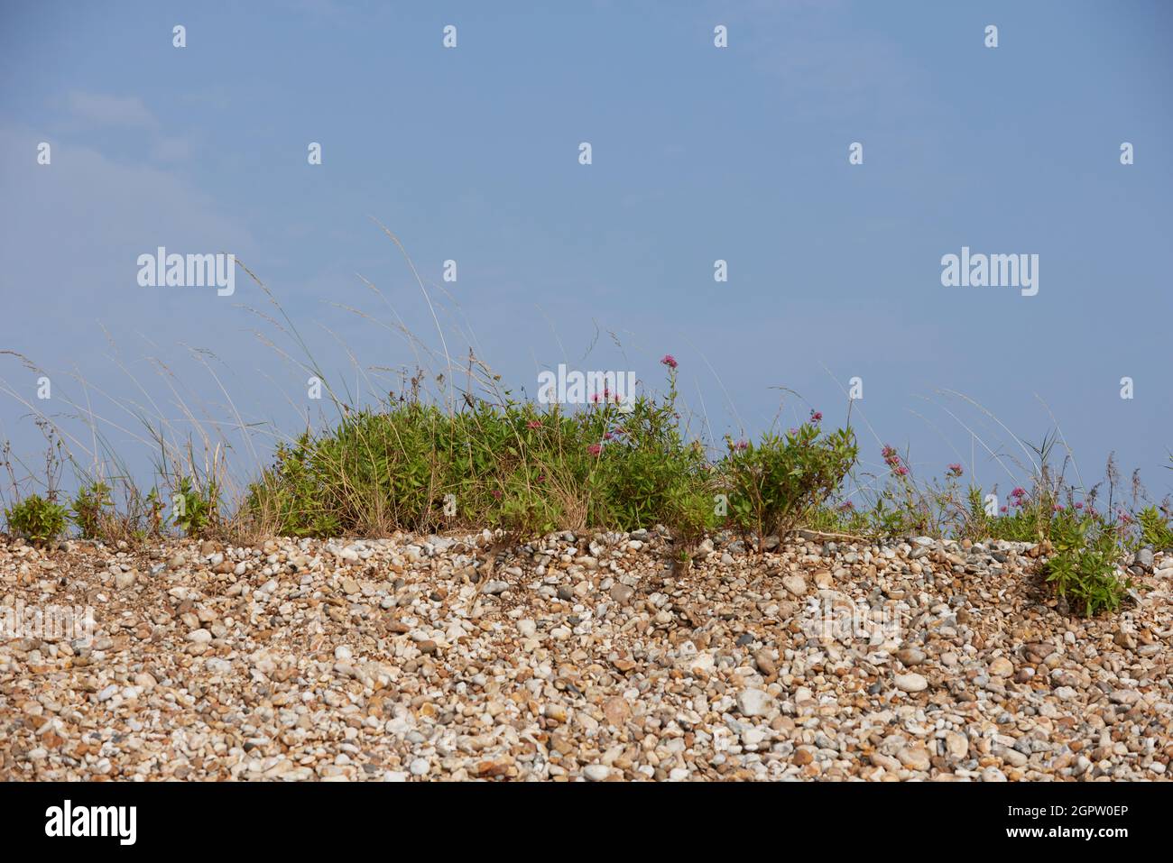 Centranthus rubur blühte im Sommer auf einer Schindeldüne in England, Großbritannien. Stockfoto