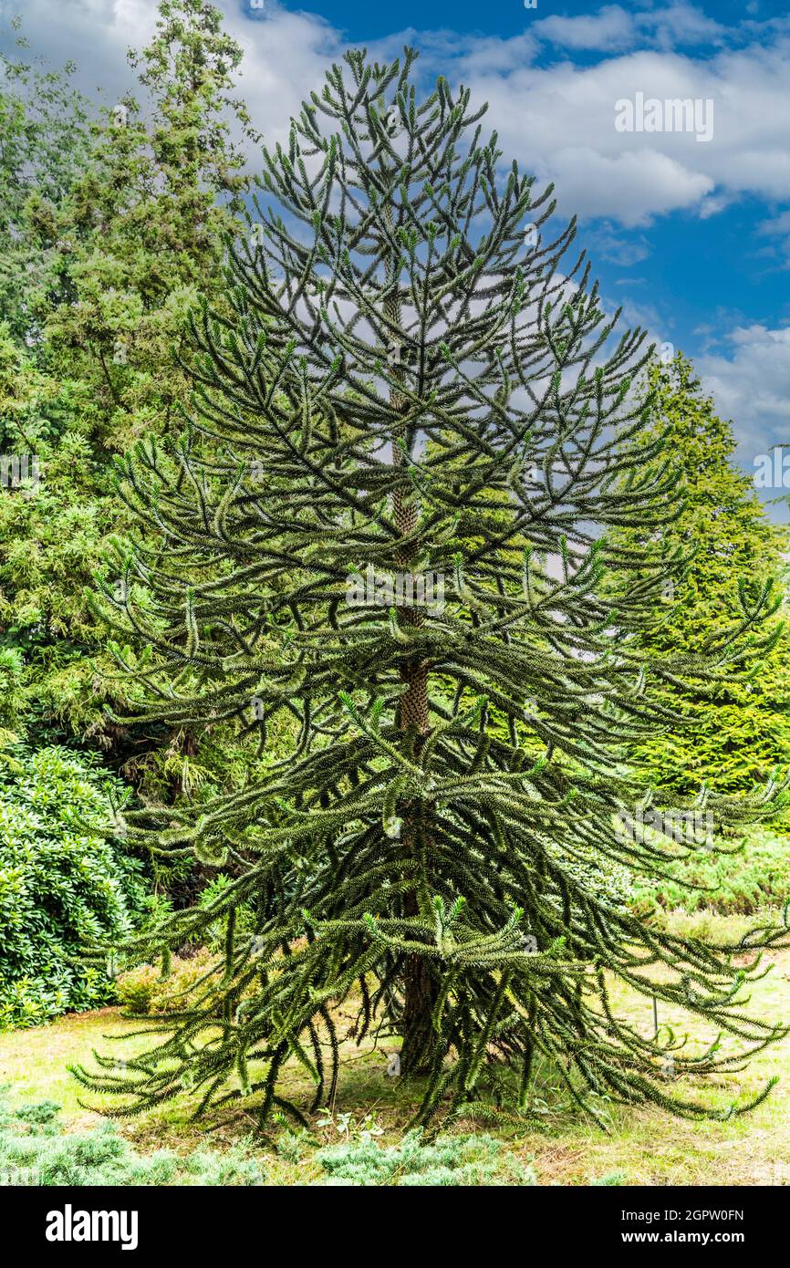 Solitaire Monkey Puzzle Tree, Araucaria araucana, gebürtig aus Chile und Argentinien, aufgewachsen im niederländischen Pinetum ter Borgh in Drenthe Stockfoto