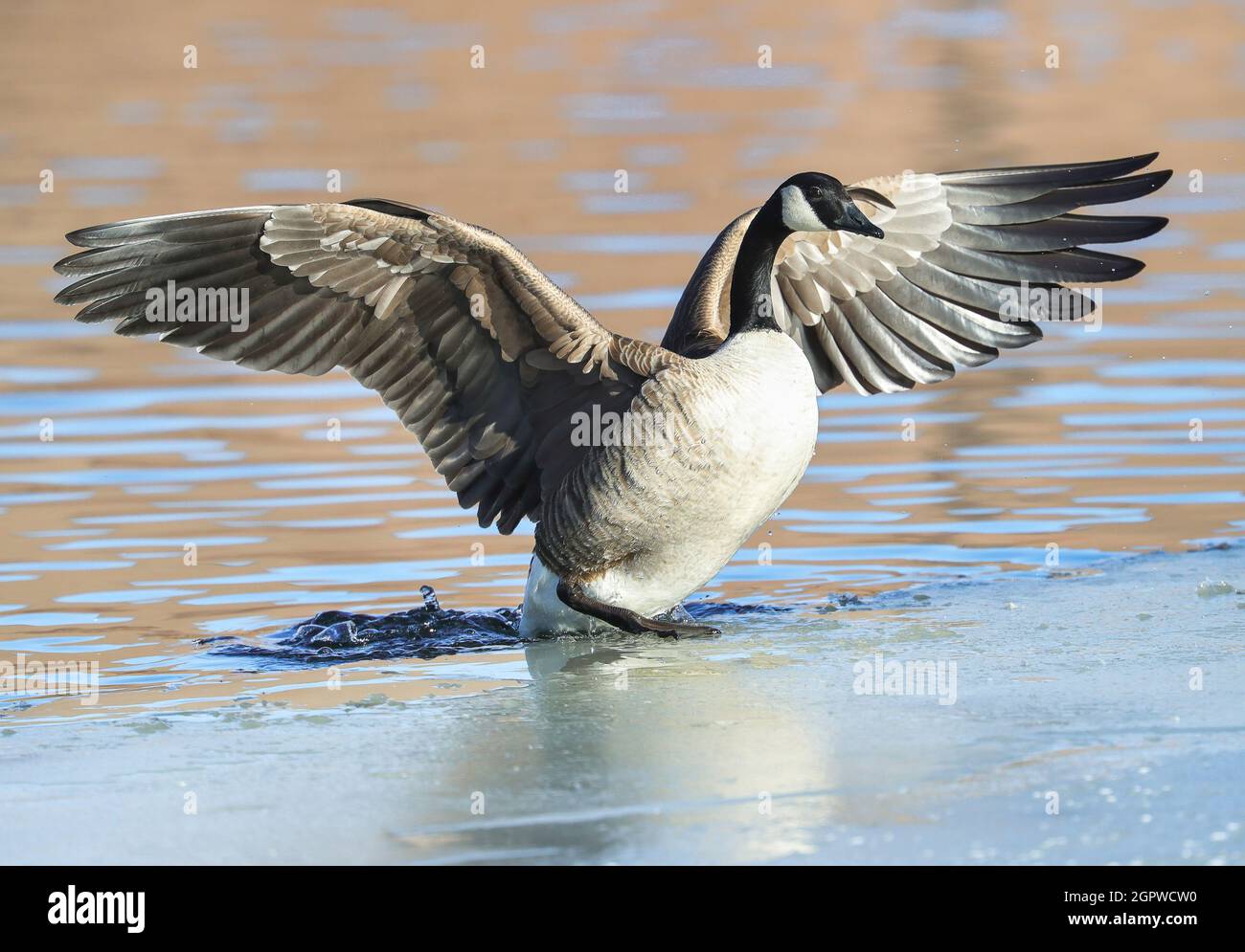 Eine Kanadische Gans sichert sich einen Halt auf dem Eis, wenn sie aus einem Wintersee mit flatternden Flügeln auftaucht. Stockfoto