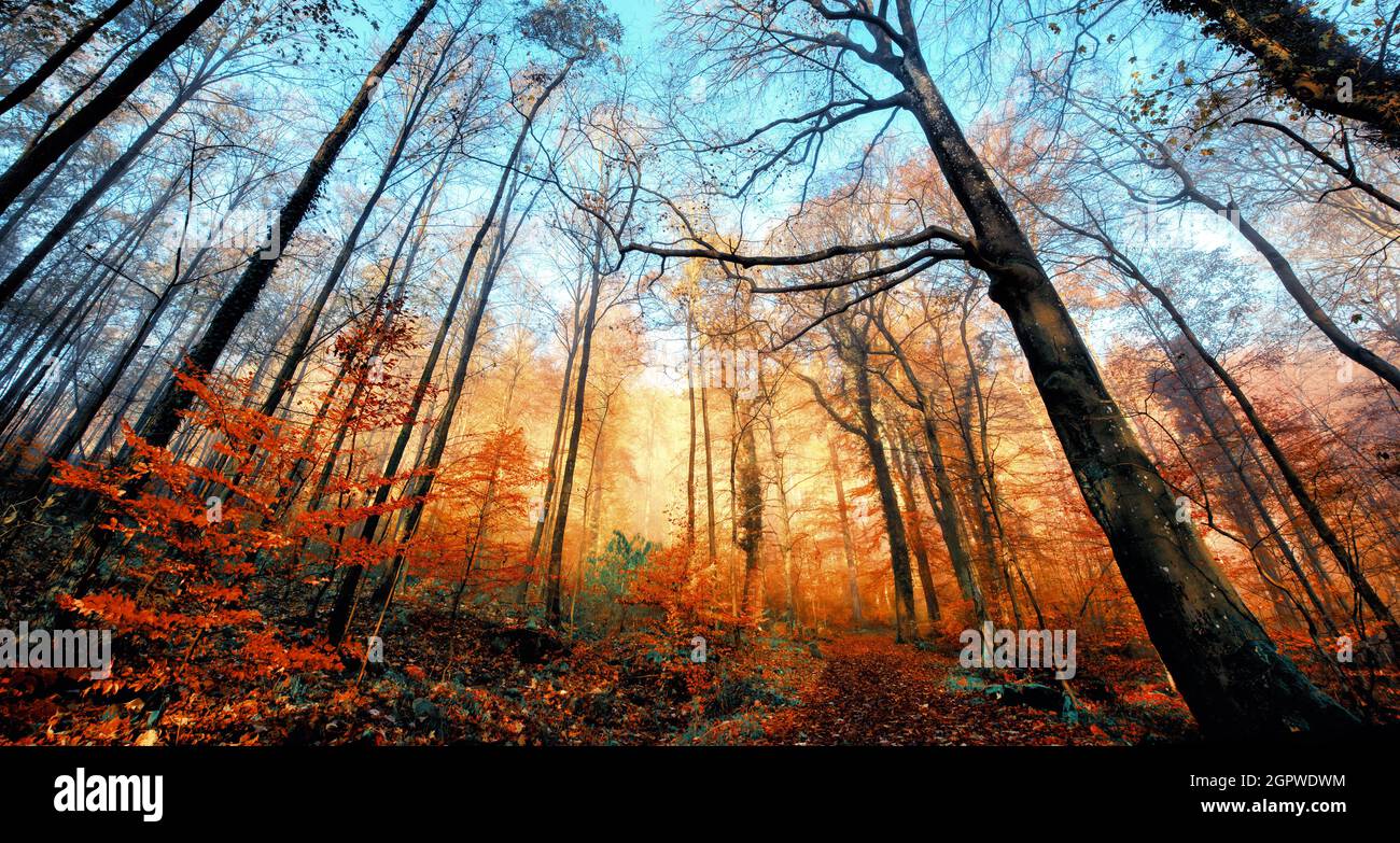 Herbstlandschaft in einem Laubwald, mit einer Reihe von roten Blättern, die vom Sonnenlicht beleuchtet werden, und nackten Bäumen, die in den klaren, blauen Himmel ragen Stockfoto