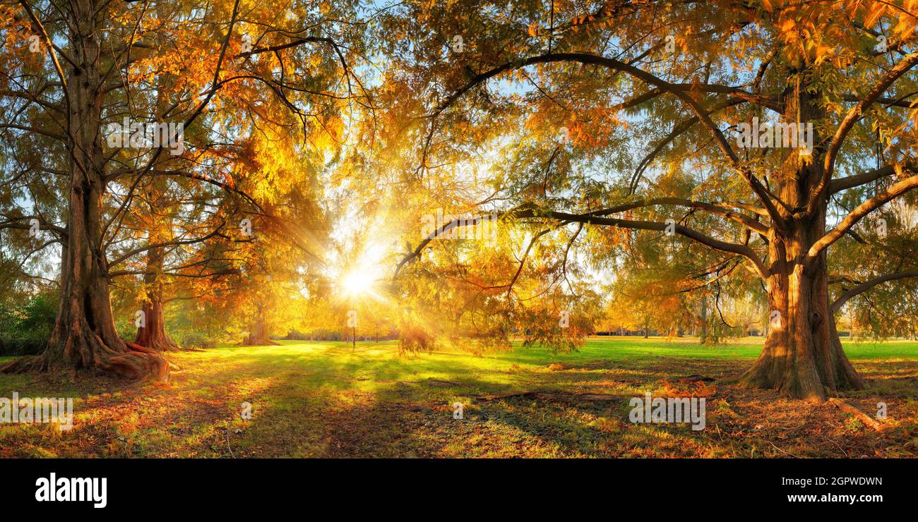 Wunderschöne große Bäume mit bunten Blättern in einem Park im Herbst, mit der Sonne, die durch das Laub in die Kamera scheint Stockfoto Wunderschöne große Bäume mit bunten Blättern in einem Park im Herbst, mit der Sonne, die durch das Laub in die Kamera scheint Stockfoto