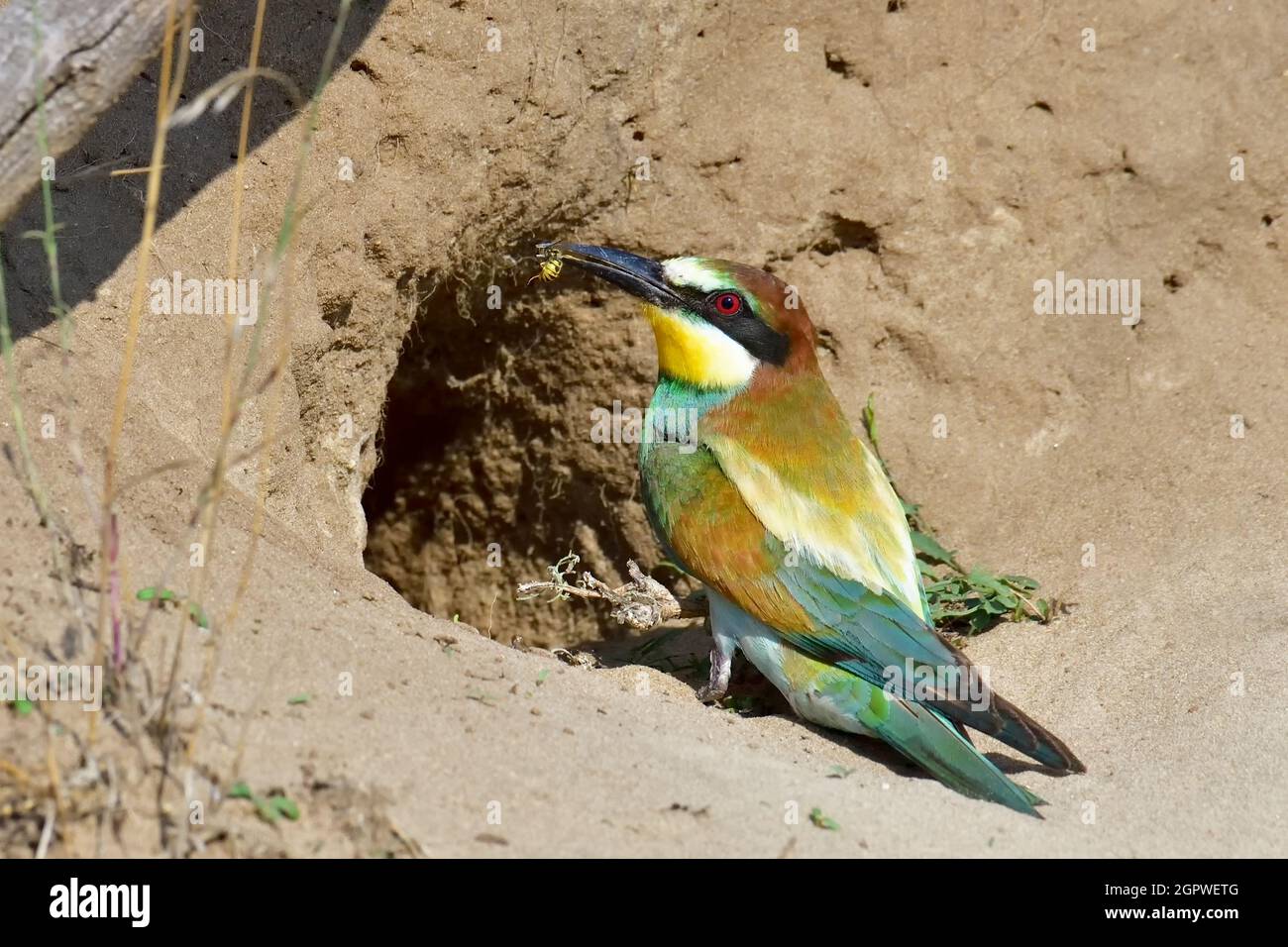 Farbenprächtiger europäischer Bienenfresser (Merops apiaster) mit einer Biene im Schnabel bei der Öffnung seines Brutschests Stockfoto
