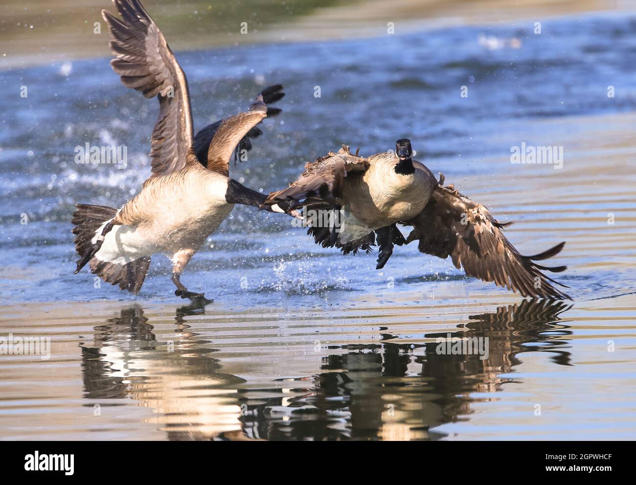 Eine Kanadagans hat es kaum geschafft, sich von einer anderen Gans zu erstippen, während sie einen Fluchtversuch am Ufer eines Sees fortsetzt. Stockfoto