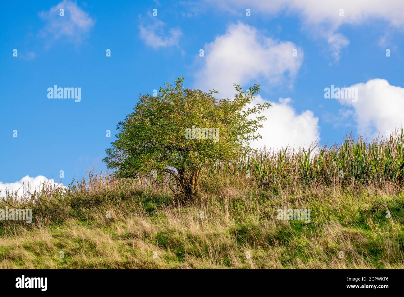 Der kleine Holunderbaum hat sich einen sonnigen Platz ausgesucht und ist ein echter Hingucker. Stockfoto