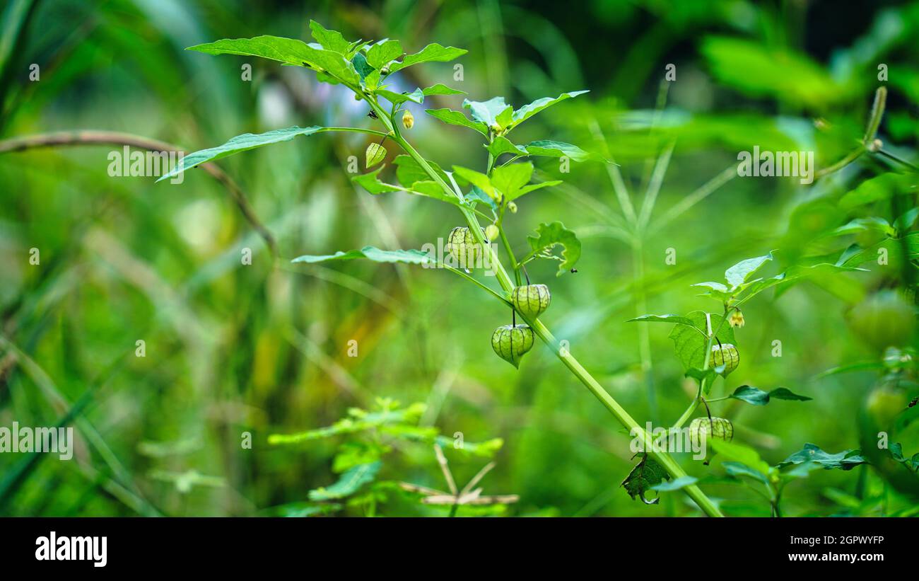 Cape Gooseberry oder Physalis peruviana Früchte waren nicht reif, um die ganze Zeit an den Zweigen befestigt zu werden. Stockfoto