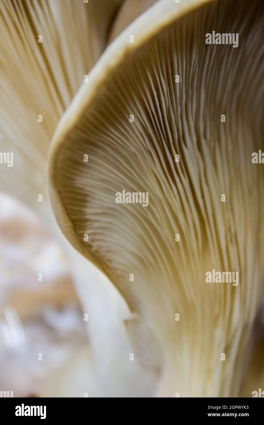 Abstrakte Nahaufnahme der Kiemen der beigefarbenen Austernpilze Pleurotus ostreatus Stockfoto