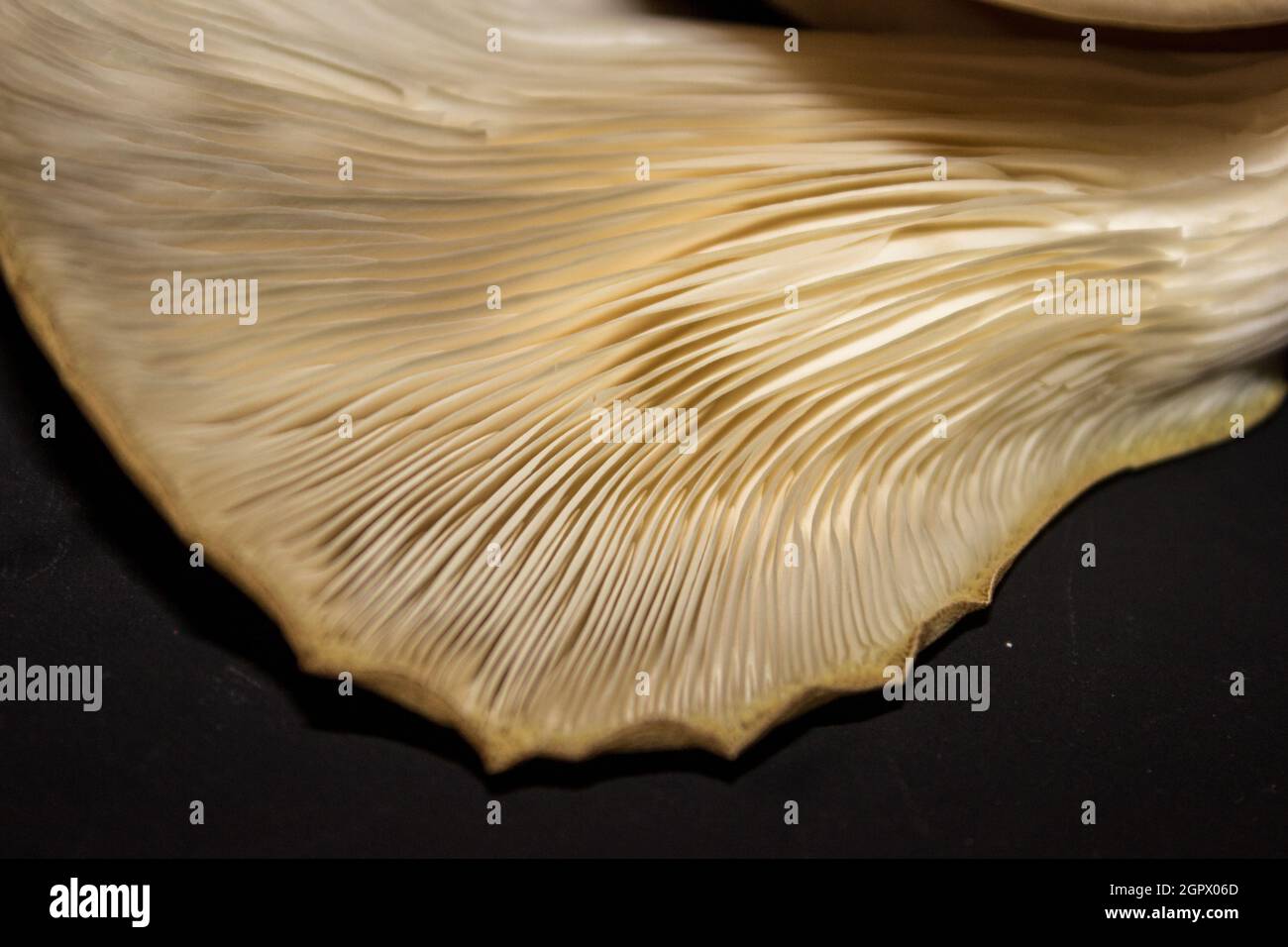 Nahaufnahme der Kiemen einer Austernpilze, Pleurotus ostreatus, vor schwarzem Hintergrund Stockfoto