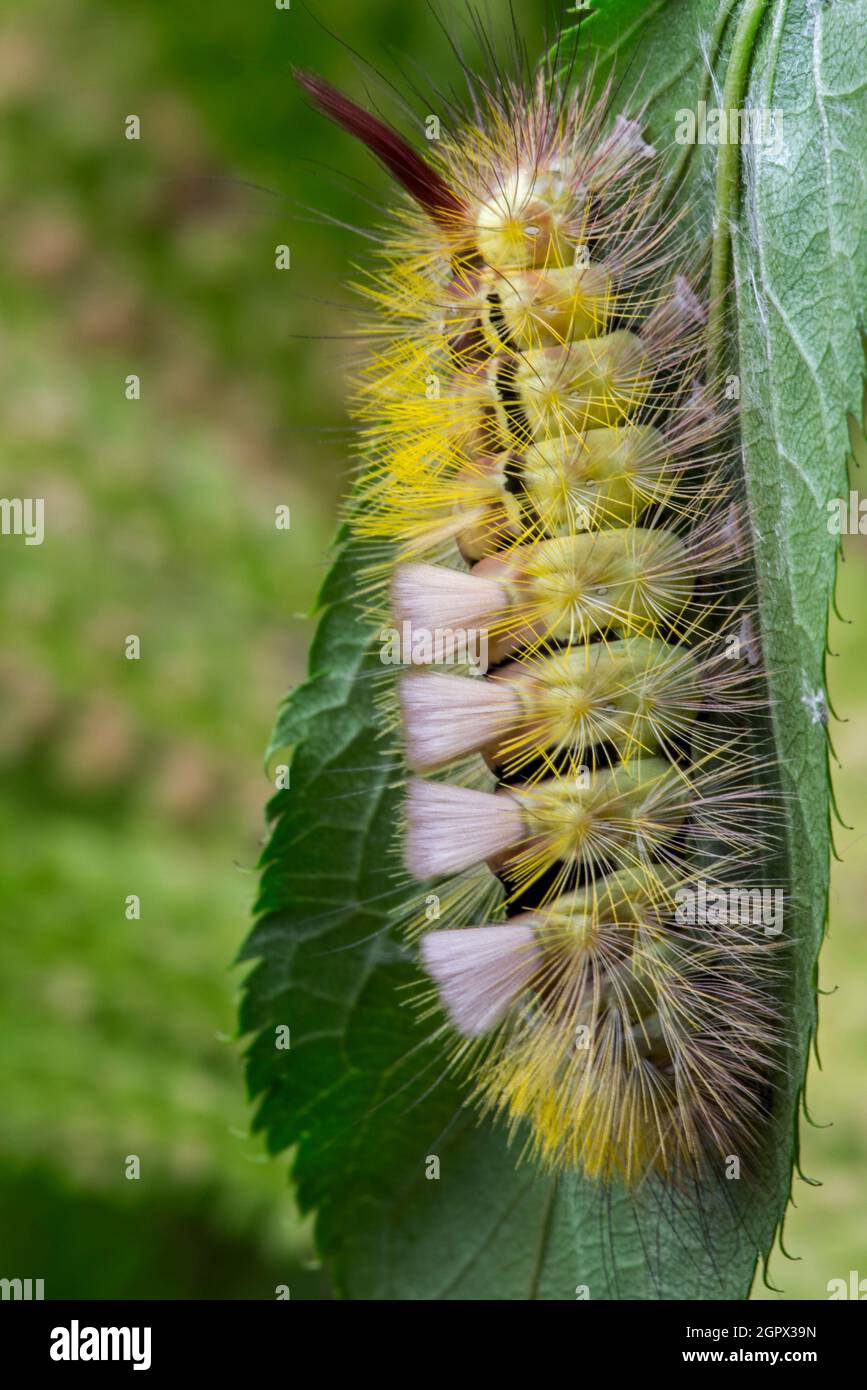 Blasser Zwickel (Calliteara pudibunda / Phalaena pudibunda) Bunte Raupe in gelber Form. Motte stammt aus Europa und Asien Stockfoto