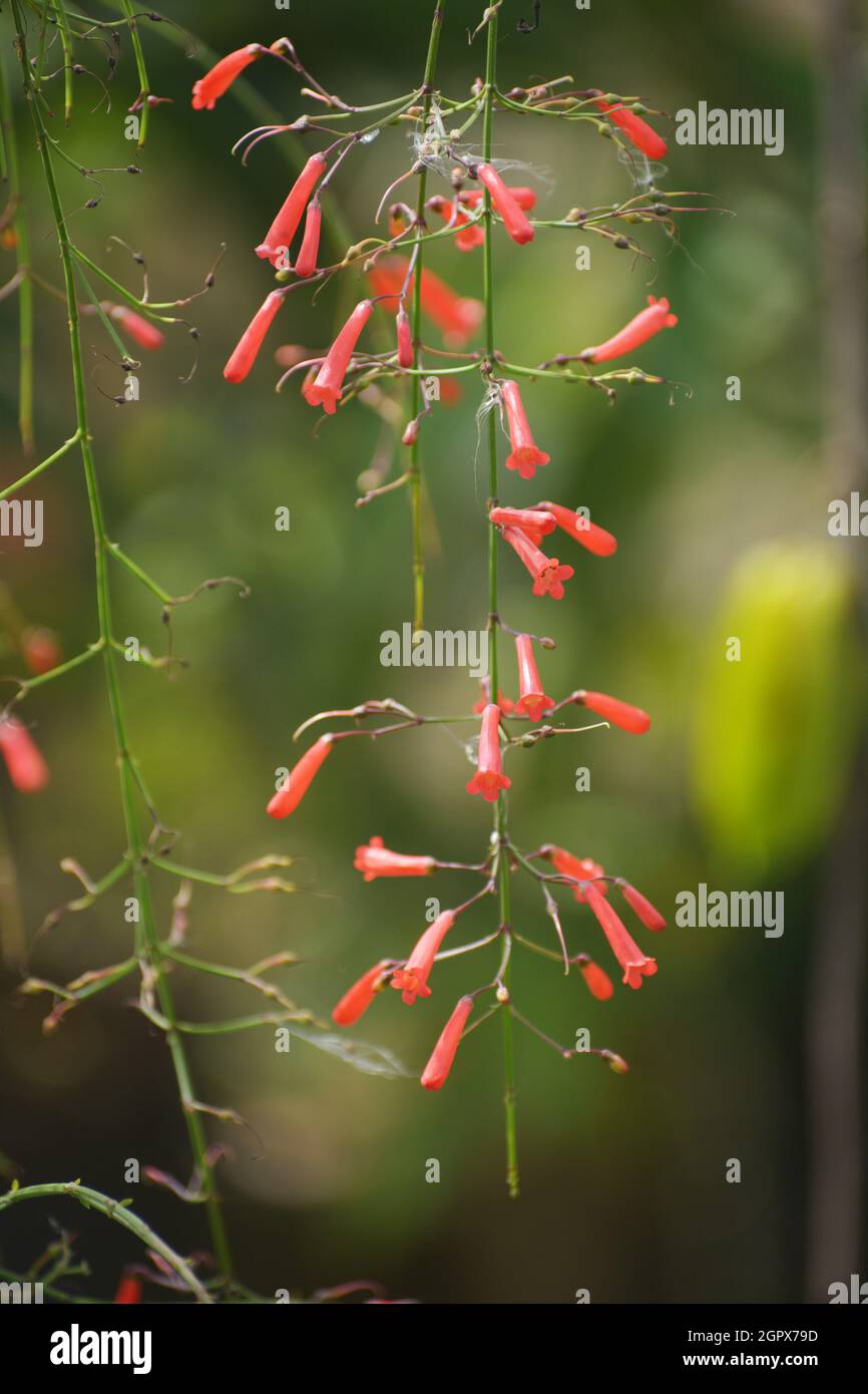 Unbekannte Blume Stockfoto