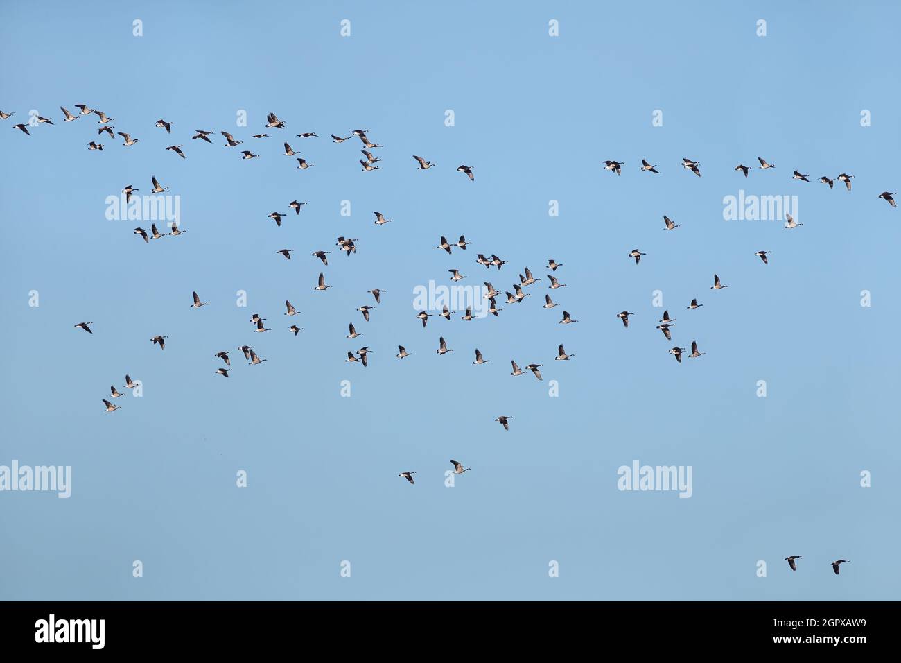 Eine sehr große Herde von über hundert kanadischen Gänsen im Flug gegen einen blauen Himmel. Stockfoto
