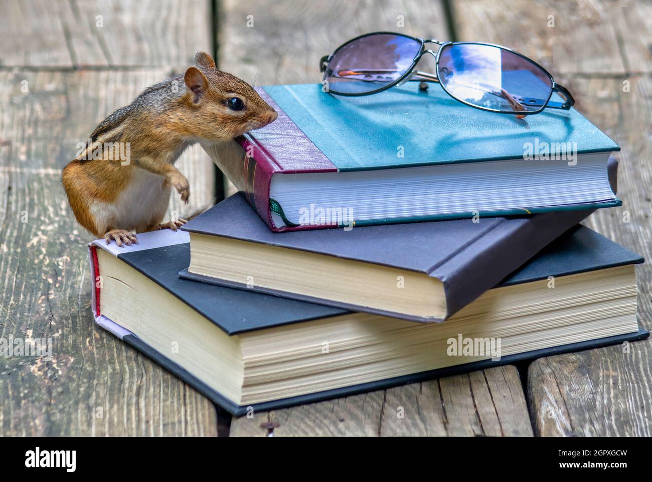 Little Chipmunk prüft einen Stapel Bücher und Ein Paar Gläser auf Einer rustikalen Holzverande Stockfoto