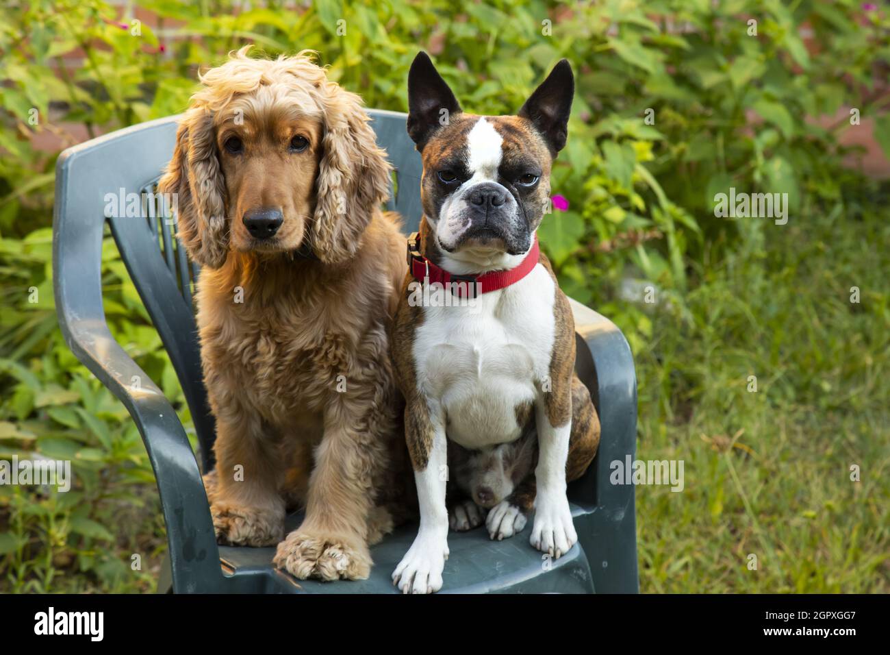 Boston Terrier und Cocker Spaniel porträtieren im Sommergarten Stockfoto