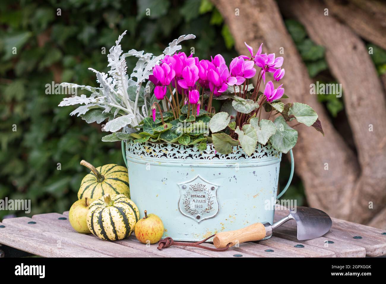 Rosa Cyclamen Blüten im Vintage Topf als florale Dekoration Stockfoto