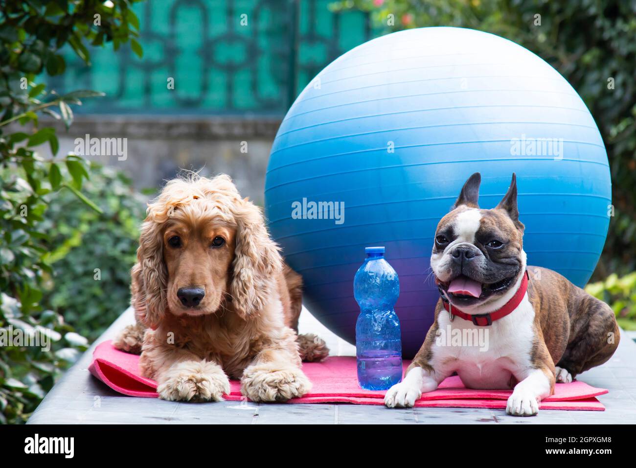 Niedlicher Cocker Spaniel und Boston Terrier bereit für Pilates-Unterricht, Fitness-Konzept-Fotografie, humorvolle Fotografie, Hunde als Menschen Stockfoto