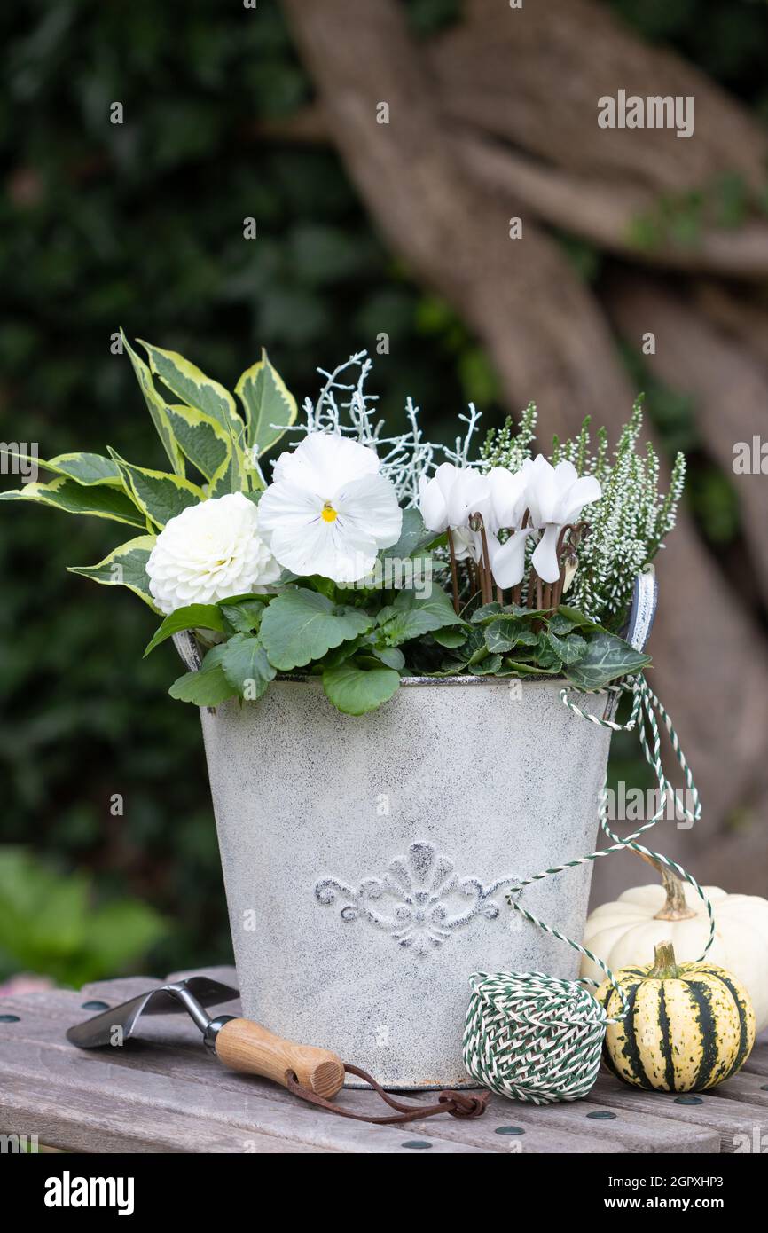 Weiße Viola-Blume, Cyclamen und Heidekraut-Blume im Vintage-Pflanzentopf Stockfoto