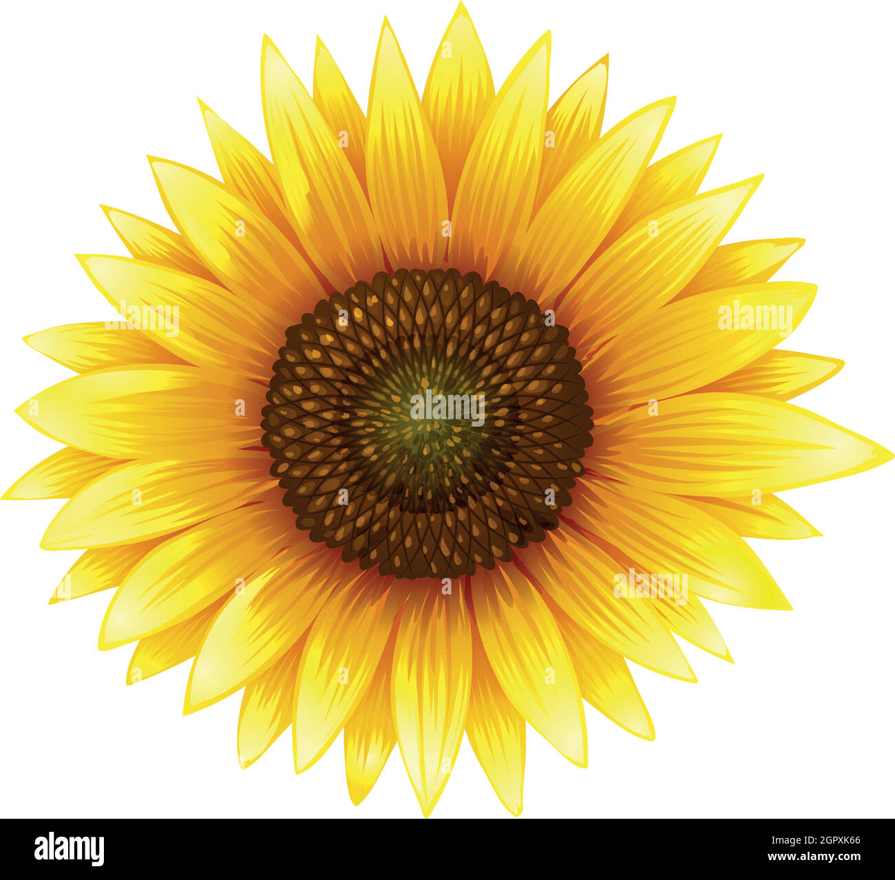 Nahaufnahme der Sonnenblume mit feinen Details Stock Vektor