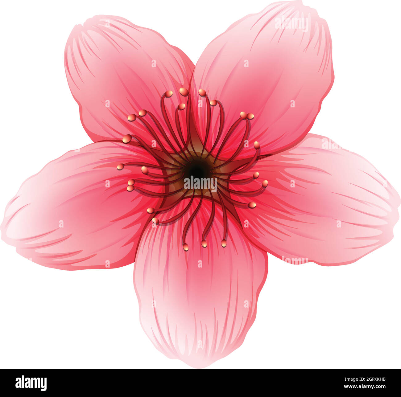 Eine rosa fünfblättrige Blume Stock Vektor