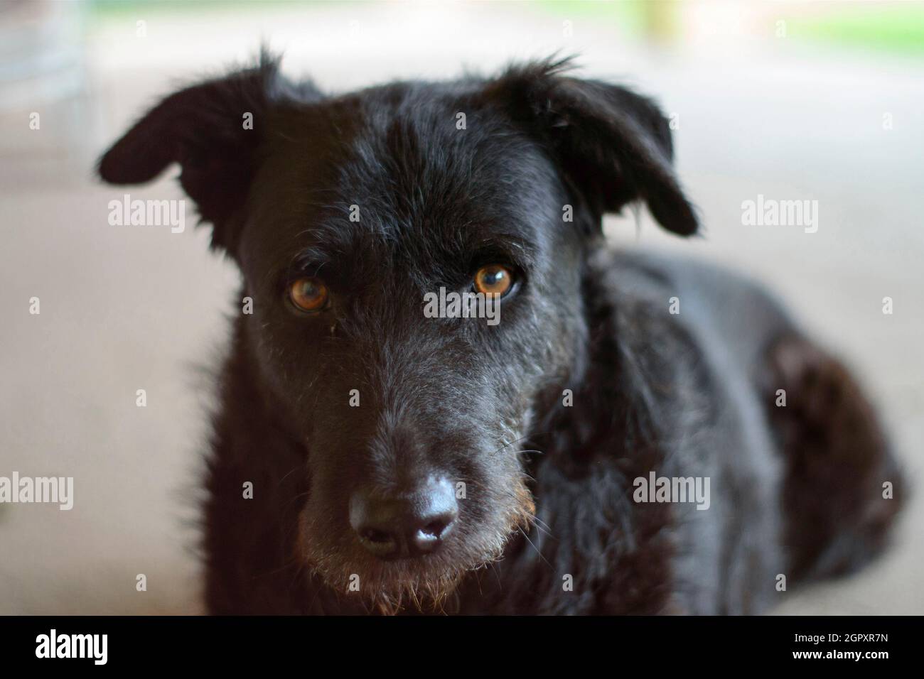 „Cartridge“, Hund, der die Kamera anschaut und auf die Aufnahme für sein Porträt wartet Stockfoto