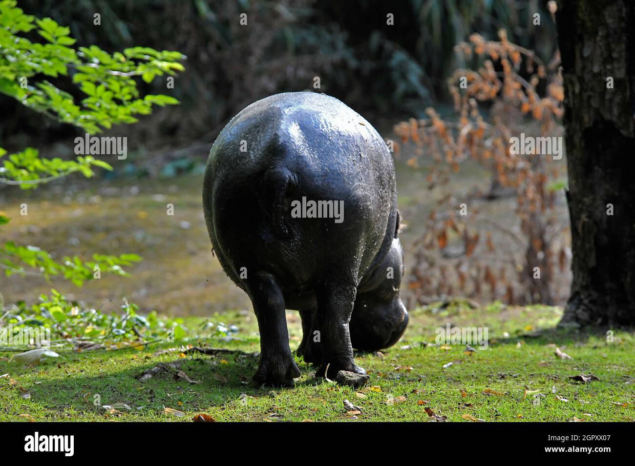 Pygmäe Hippos hinteres Ende Stockfoto
