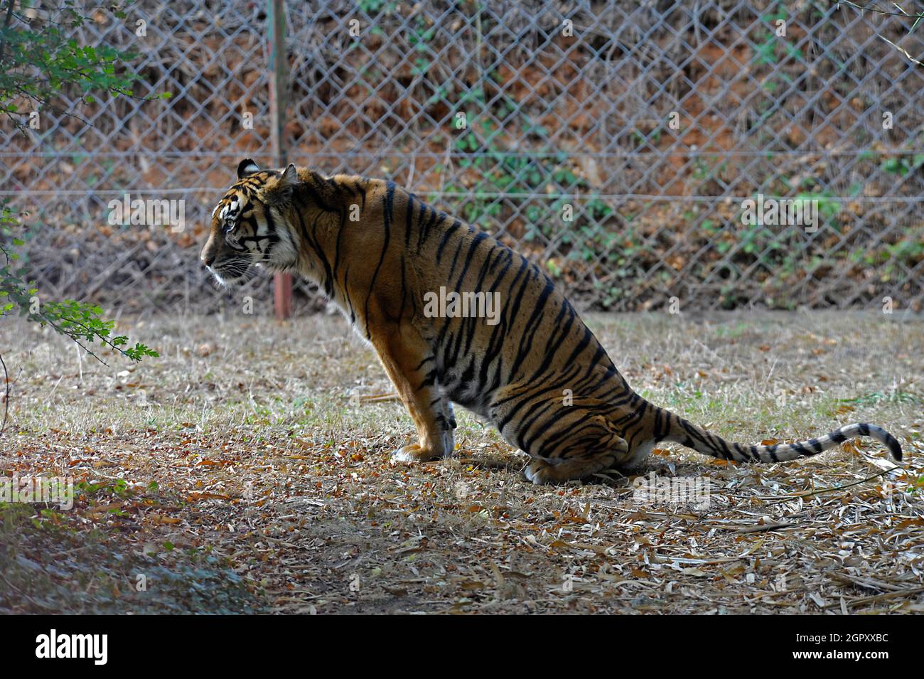 Sumatra-Tiger Stockfoto