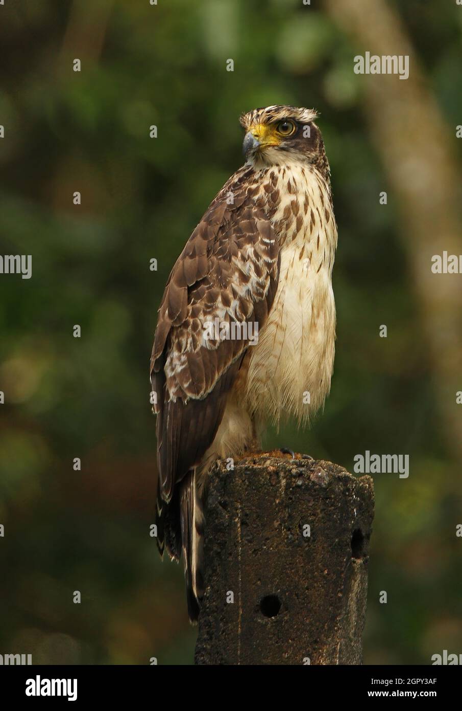 Wandelbarer Falkadler (Nisaetus cirrhatus ceylanensis), unreif, auf der Post (endemische Sri Lanka-Rasse) im Bundala NP, Sri Lanka Dezember Stockfoto