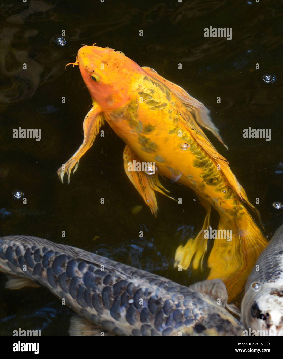 Koi-Fische, bunte Sorten des Amur-Karpfen (Cyprinus rubrofuscus) in einem Gartenteich in New Mexico. Stockfoto