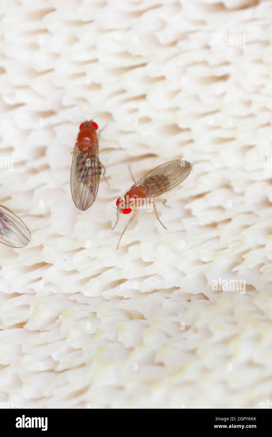 Gewöhnliche Fruchtfliege oder Essigfliege Drosophila melanogaster ist eine Fliegenart aus der Familie der Drosophilidae. Es ist Schädling von Früchten und Lebensmitteln aus Früchten Stockfoto