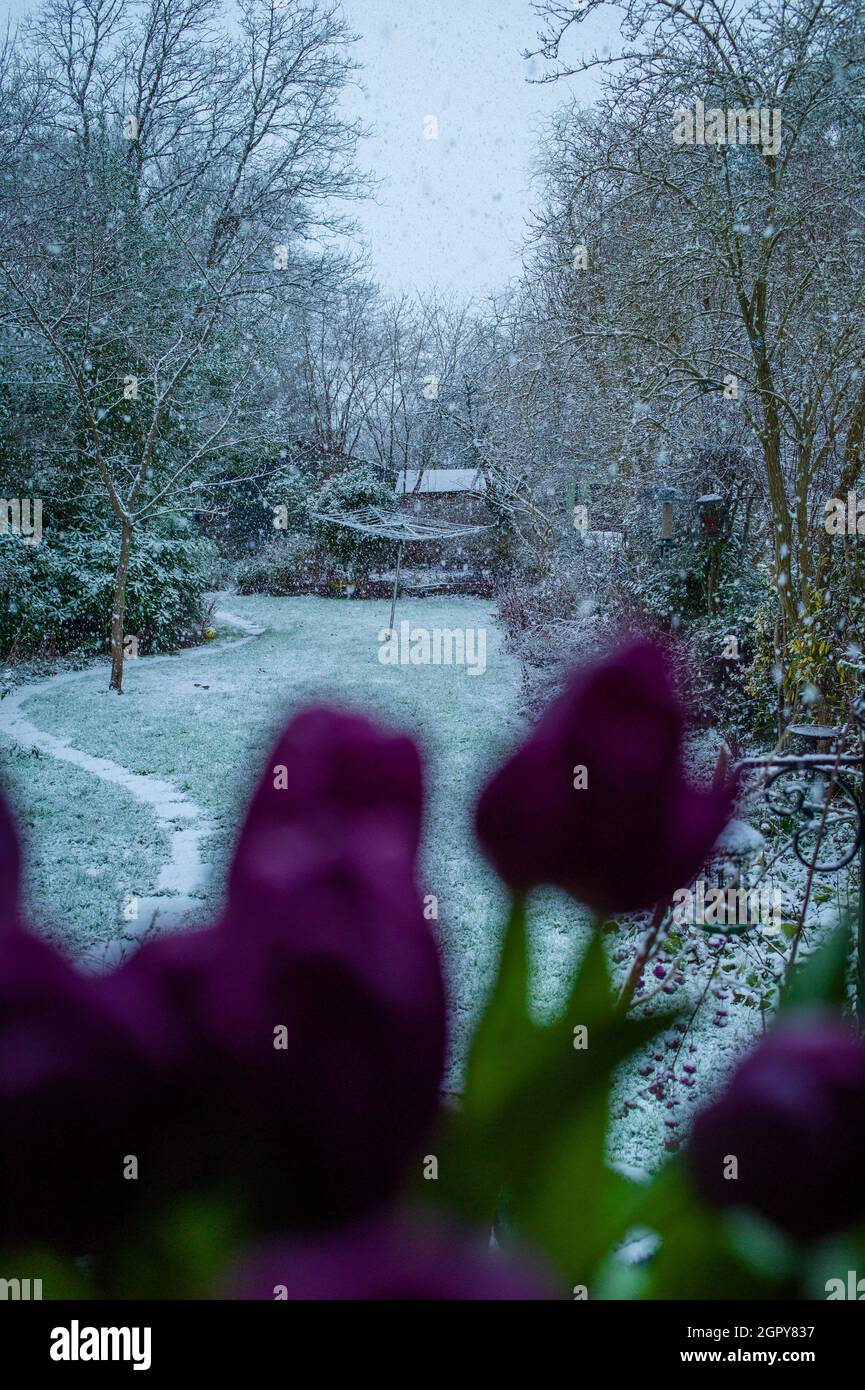 Lila Tulpen im Fenster eines Hauses mit Blick auf einen Garten in einem Schneesturm Stockfoto