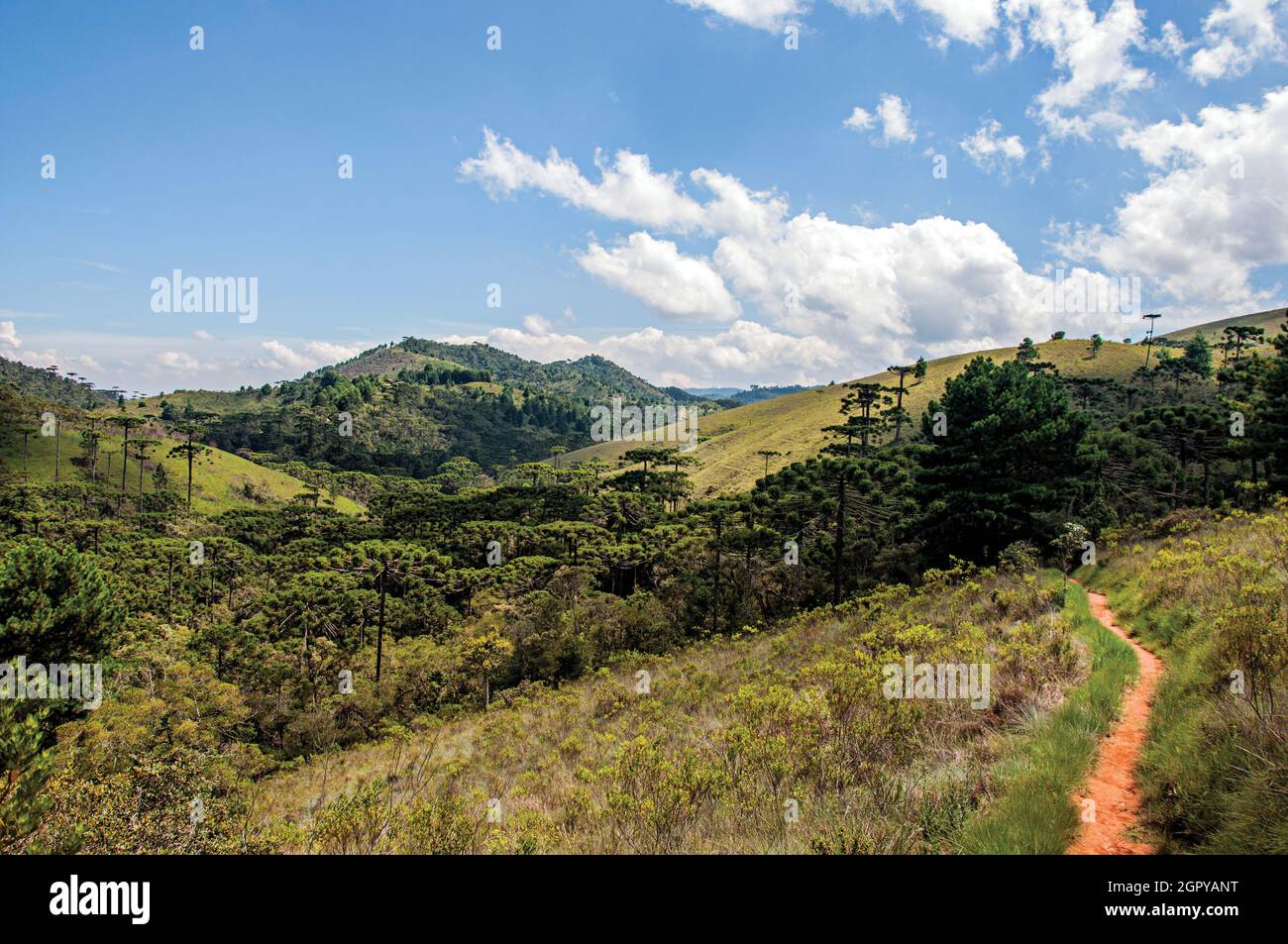 Panoramablick auf Einen Pinienwald und die Hügel in Horto Florestal, in der Nähe von Campos do Jordao, Brasilien Stockfoto