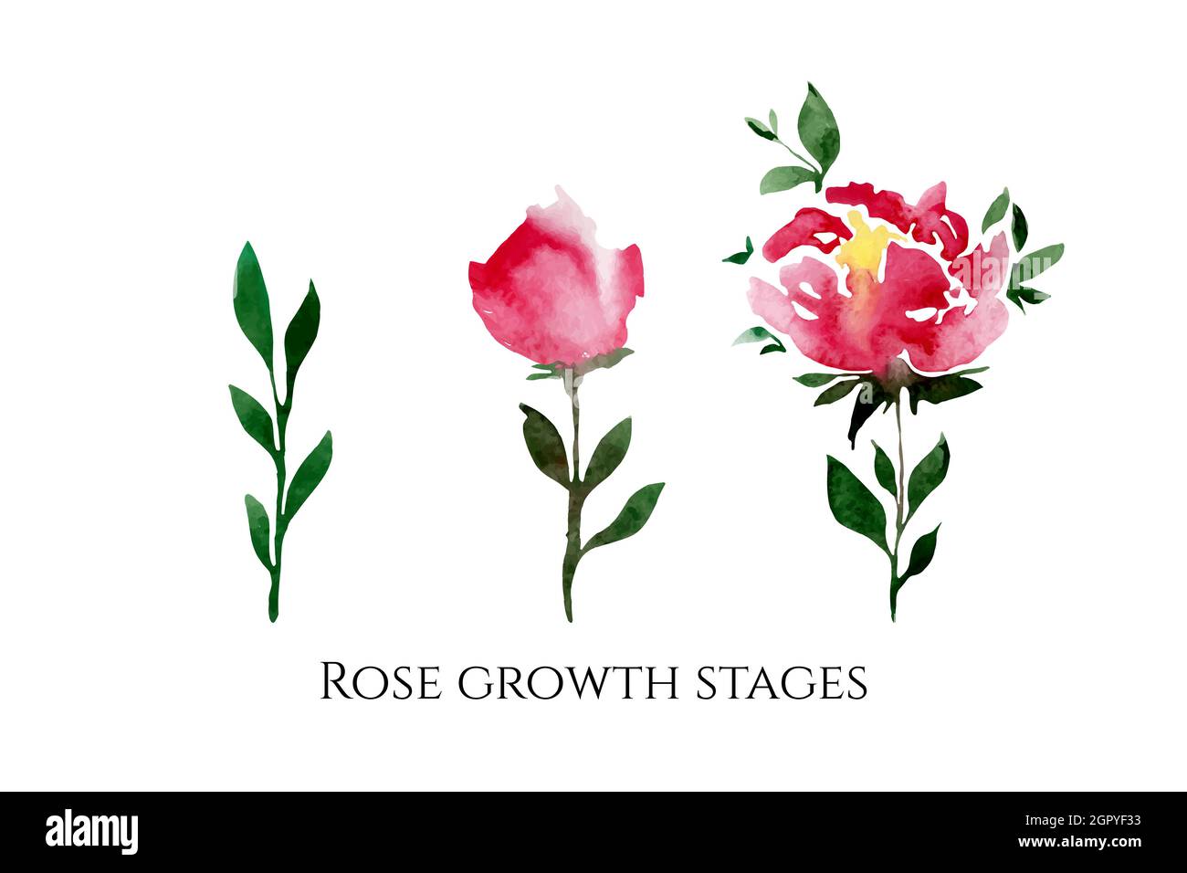 Set von Vektor-Illustrationen von Rosen bunten Blumen mit einer Inschrift. Wachstumsphasen der Rose. Stock Vektor