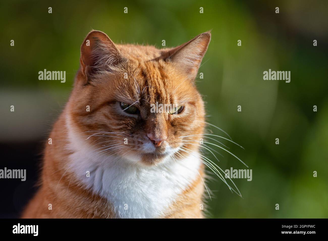 Eine einzelne orange gestromte Katze oder Alleenkatze, die auf einem Geländer liegt, mit einem fokussierten Blick voraus. Das streunende Tier hat einen weißen Unterboden und eine Orange Stockfoto