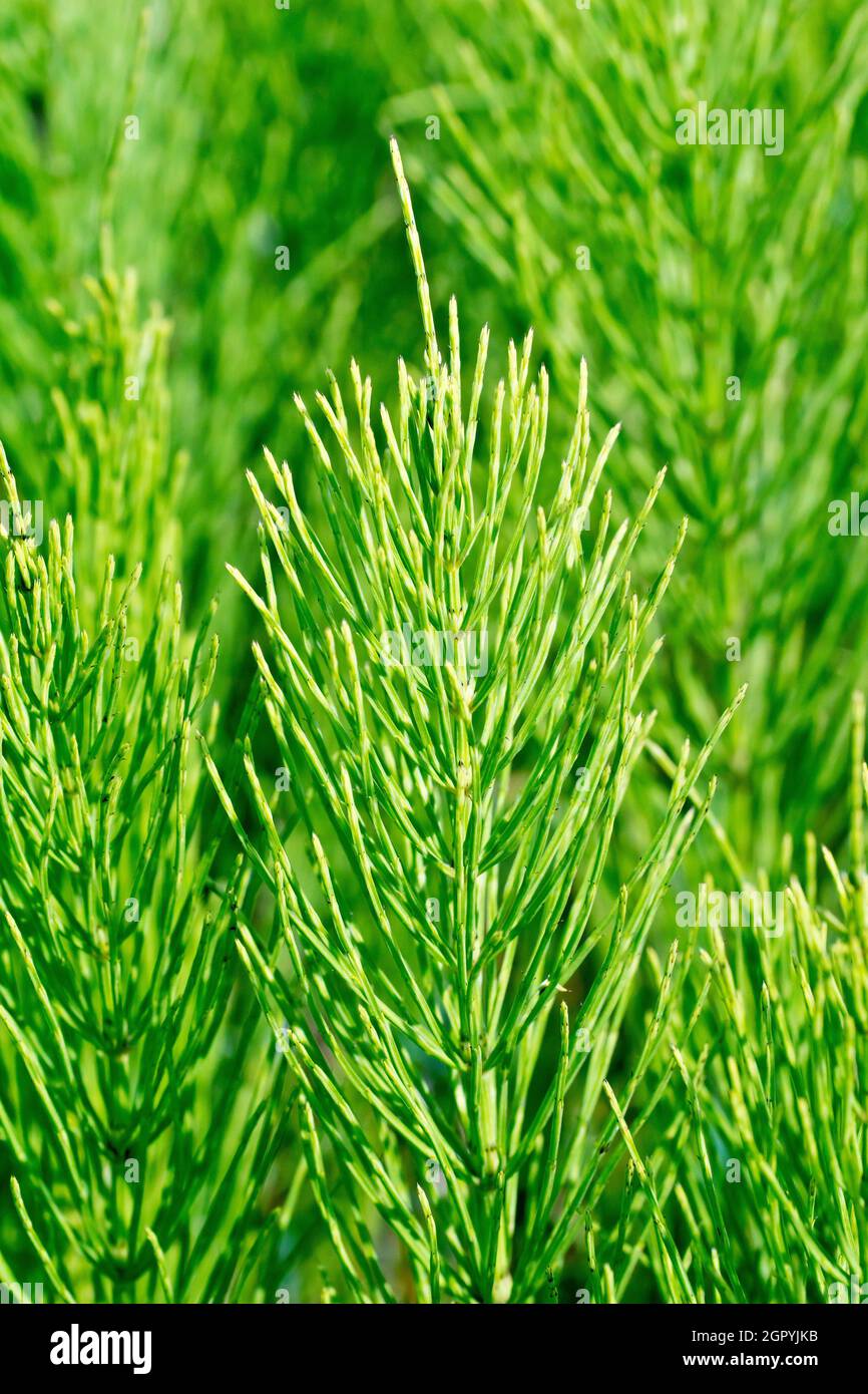 Schachtelhalm, höchstwahrscheinlich Feldhorsetail (equisetum arvense), vielleicht Marsh Horsetail (equisetum palustre), Nahaufnahme mit den buschigen nadelartigen Blättern. Stockfoto