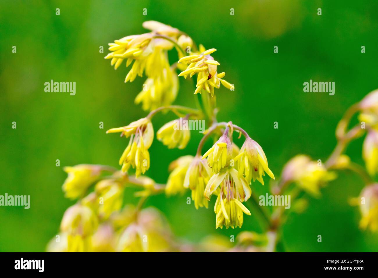 Lesser Meadow-rue (thalictrum minus), Nahaufnahme eines Stängels der küstennahen Pflanze, bedeckt mit winzigen zarten gelben Blüten. Stockfoto