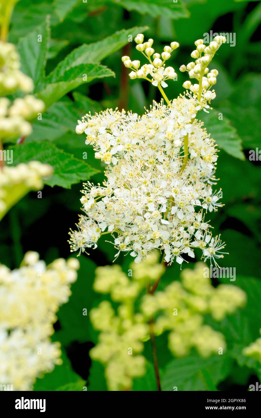 Mädesüß (filipendula ulmaria), Nahaufnahme der cremig-weißen Blüten und Knospen, die oben am hohen Stamm der Pflanze erscheinen. Stockfoto