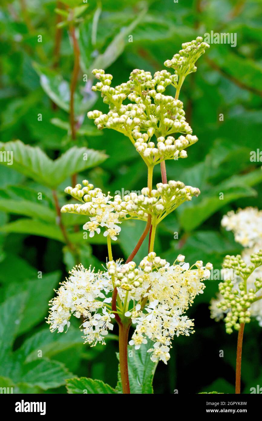 Mädesüß (filipendula ulmaria), Nahaufnahme eines Stammes der Pflanze, der sich in Gruppen von cremeweißen Blüten und Knospen verzweigt. Stockfoto