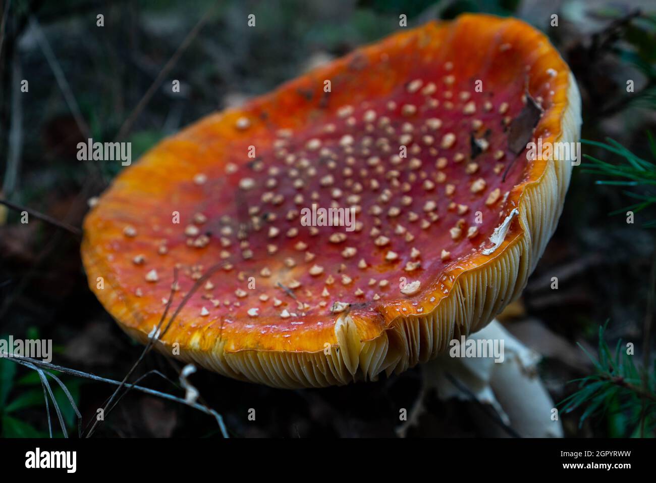 Roter Pilz Nahaufnahme Im Wald Stockfoto