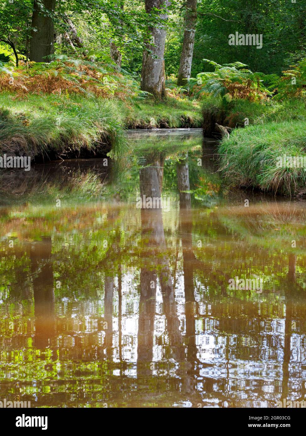 Stream im Herbst, The New Forest, Hampshire, Großbritannien Stockfoto