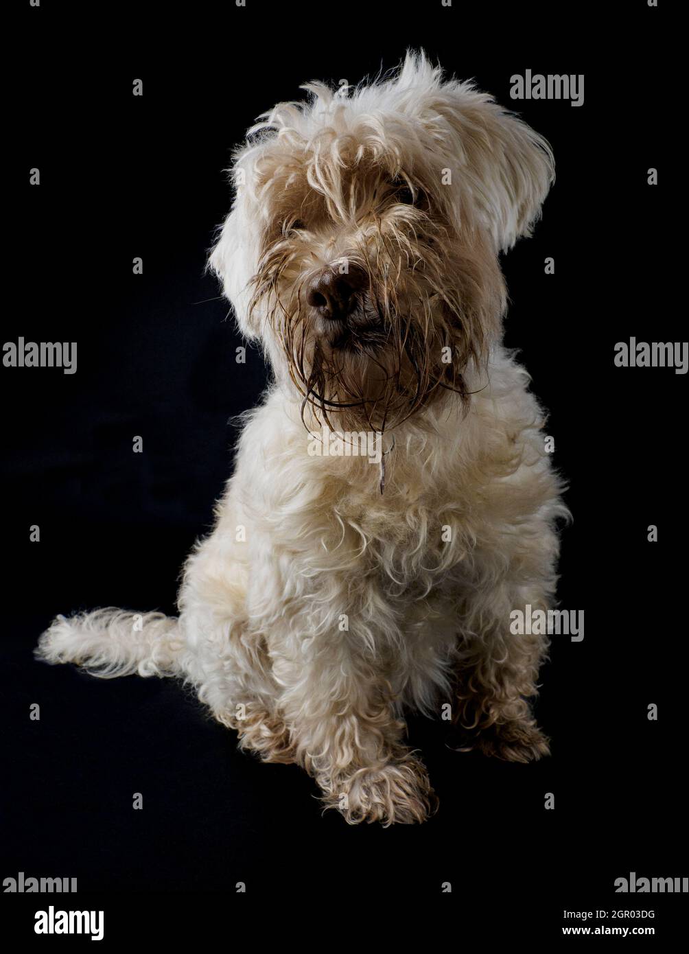 Blinder, skruffiger kleiner weißer Hund auf schwarzem Hintergrund, Großbritannien Stockfoto