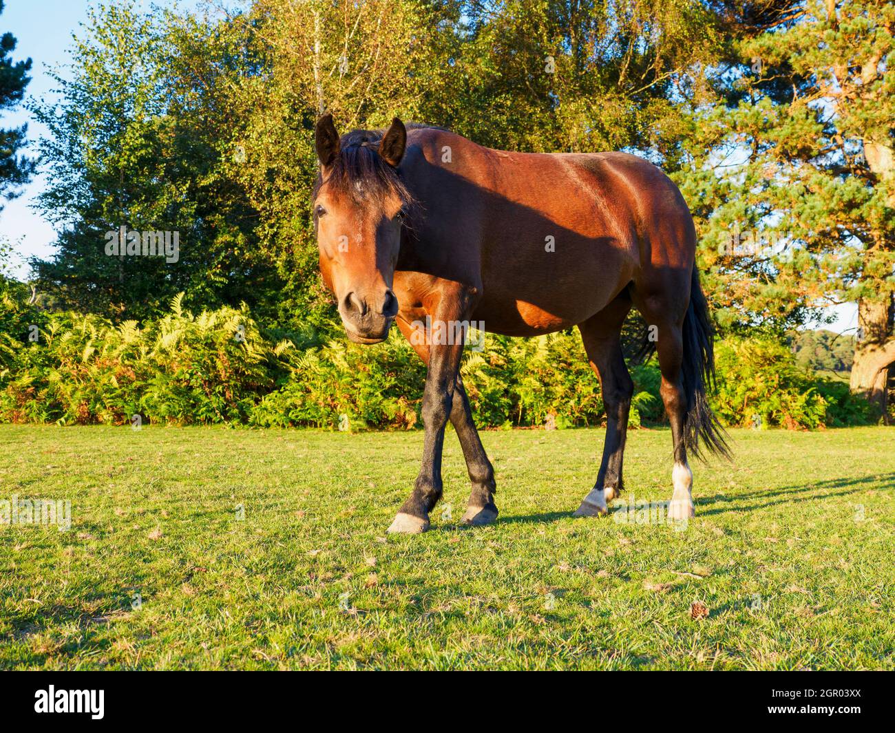 New Forest Pony, September, New Forest, Hampshire, Großbritannien Stockfoto