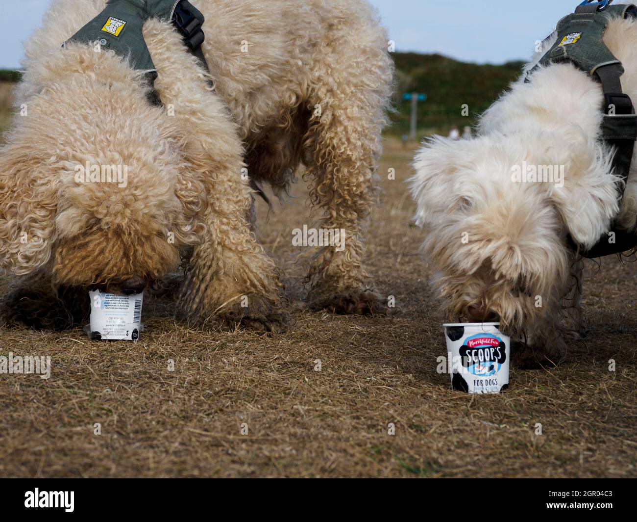 Zwei Hunde essen Hundeeis, Großbritannien Stockfoto