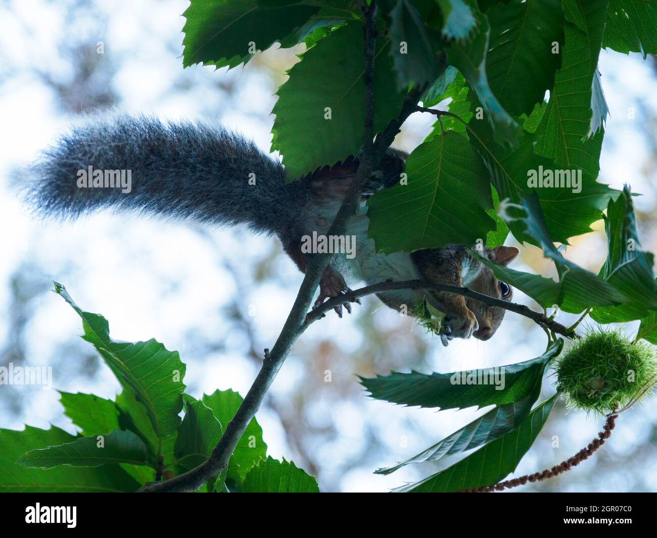 Graues Eichhörnchen, Sciurus carolinensis, Eating Sweet Chestnuts Castanea sativa, The New Forest, Hampshire, Großbritannien Stockfoto