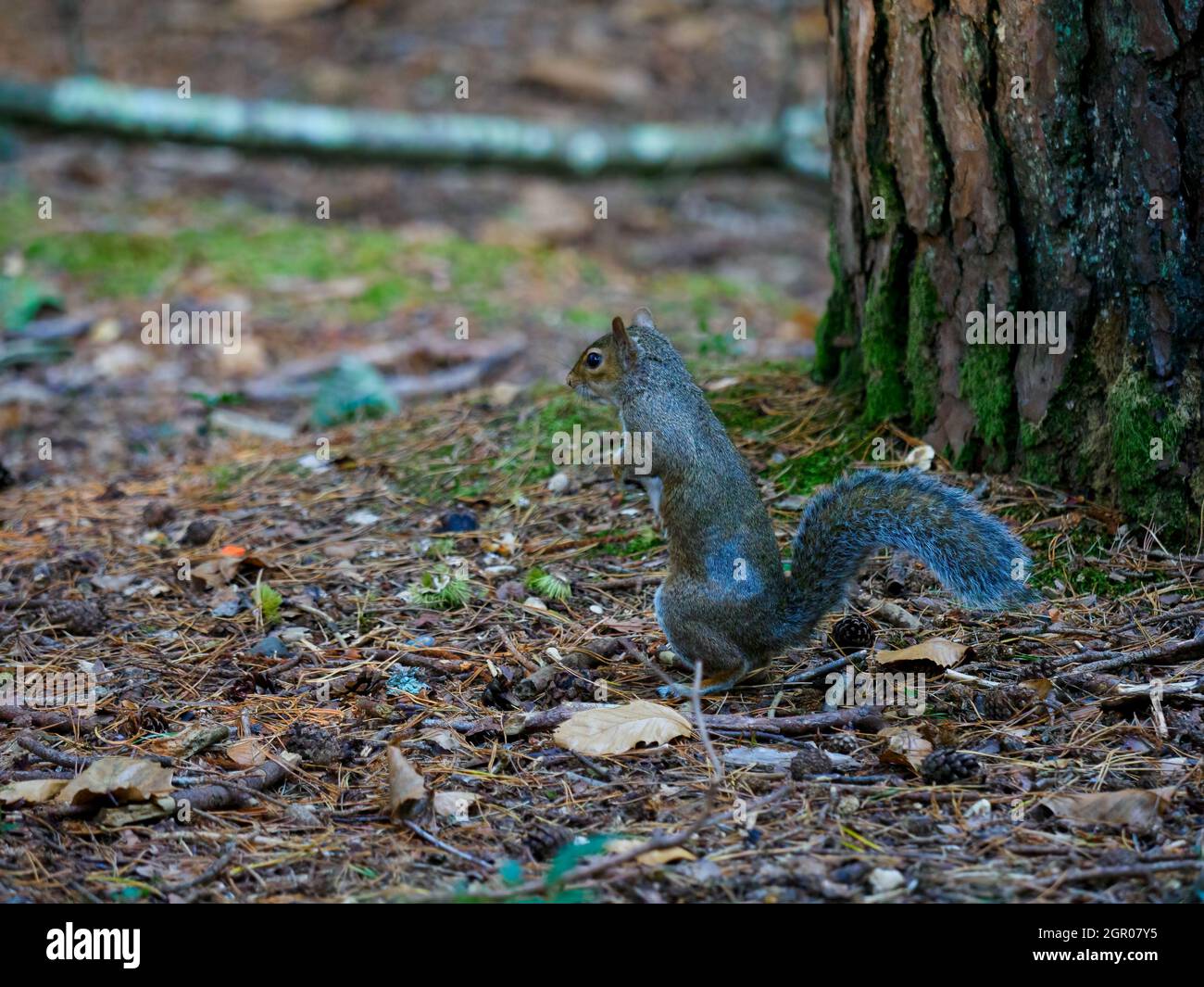Graues Eichhörnchen, Sciurus carolinensis, aufrecht stehend, The New Forest, Hampshire, VEREINIGTES KÖNIGREICH Stockfoto