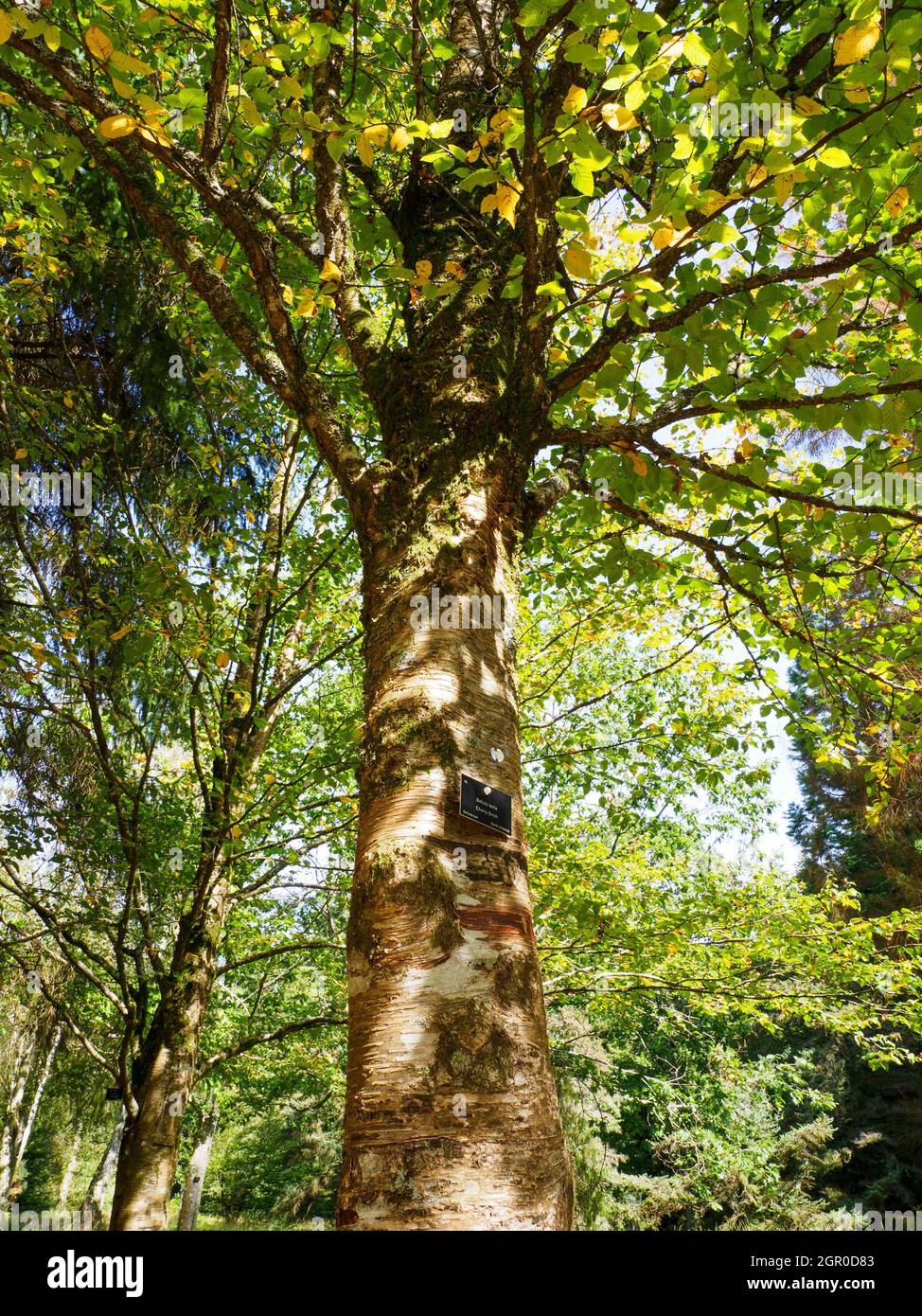 Betula lenta, Kirschbirke. Stockfoto